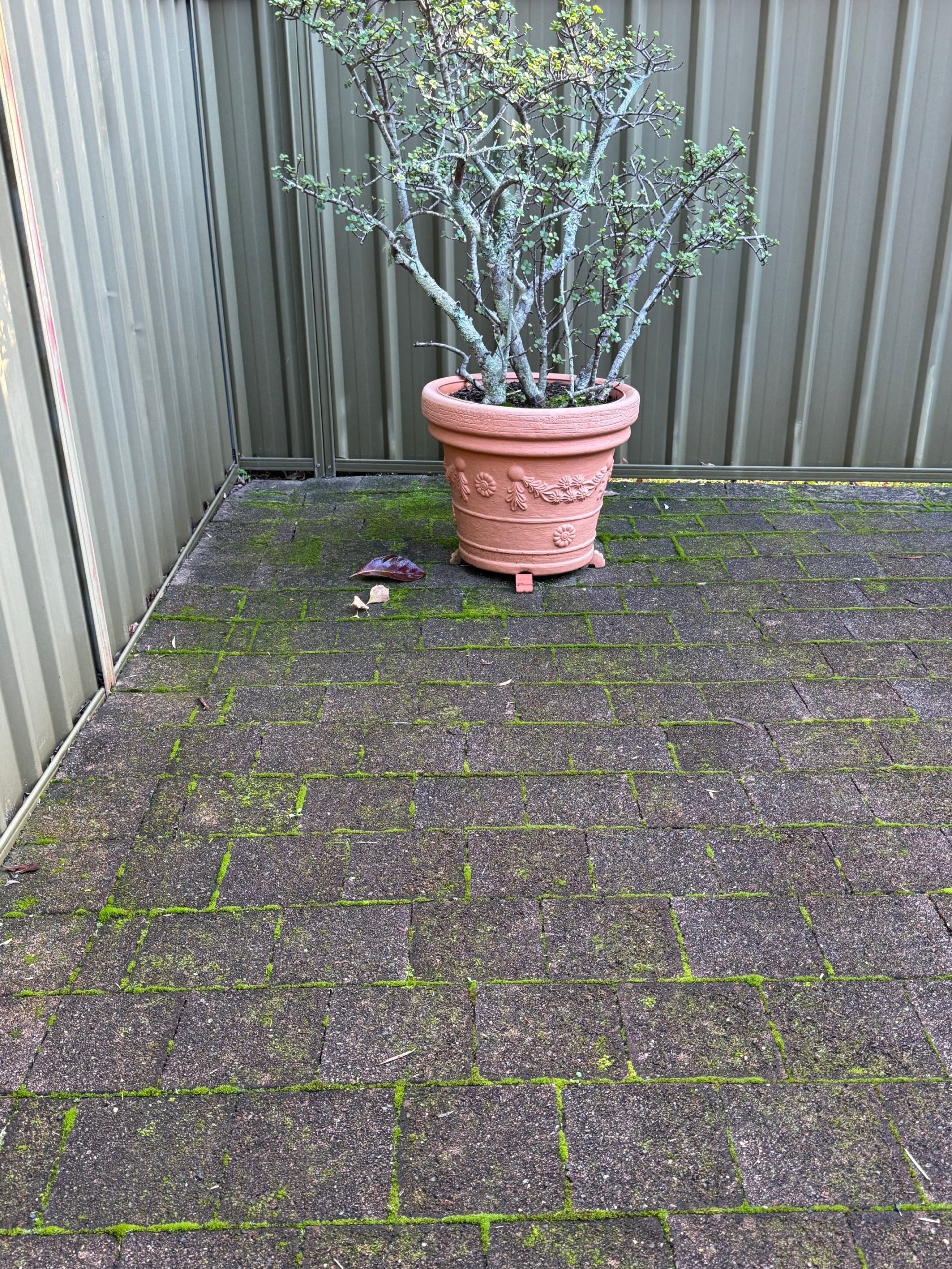 Paver-Cleaning-Central-Coast-Before